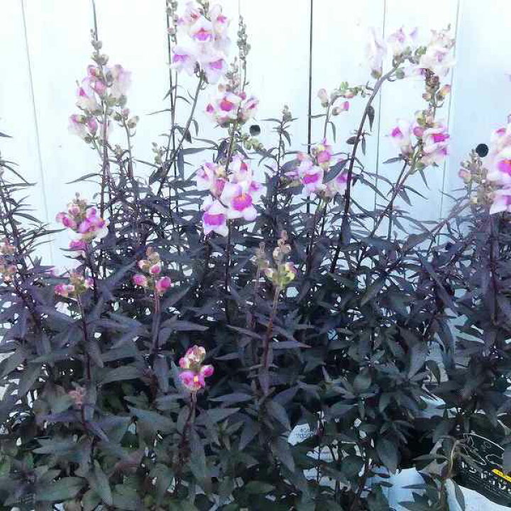 楽天市場 花苗 金魚草 ブロンズドラゴン 3 5号 銅葉 白花 淡いピンク カラーリーフ 耐寒性宿根草 冬 春花壇に 1214 お花処 昌山園 楽天市場店 楽天市場 花苗 金魚草 ブロンズドラゴン 3 5号 銅葉 白花 淡いピンク カラーリーフ 耐寒性宿根草 冬 春花壇に 1214 お花処 昌山園 楽天市場店