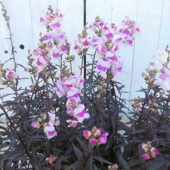 楽天市場 花苗 金魚草 ブロンズドラゴン 3 5号 銅葉 白花 淡いピンク カラーリーフ 耐寒性宿根草 冬 春花壇に 1214 お花処 昌山園 楽天市場店
