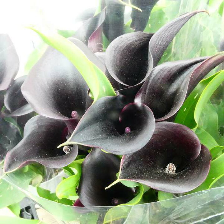 楽天市場 鉢花 カラー キャプテンベレッタ 黒花 4号鉢 レア品種 2927 お花処 昌山園 楽天市場店
