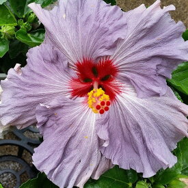 ハイビスカス デニムブルー 苗 鉢植え 大輪種 青 紫 5号鉢 珍しい ハワイの花 夏の花 240425