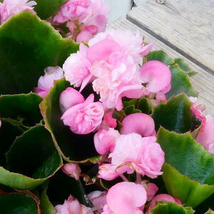 花 ベゴニア 苗の人気商品 通販 価格比較 価格 Com