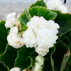 楽天市場 ベゴニア 白の通販