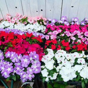 苗 ニチニチソウの人気商品 通販 価格比較 価格 Com