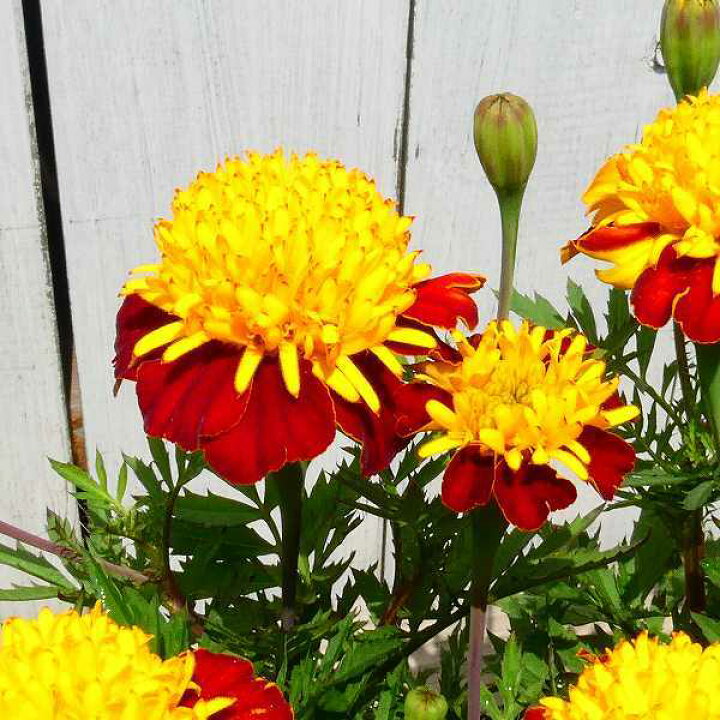 楽天市場 マリーゴールド ソラン 3 5号 苗 夏の花壇苗 ガーデニング 黄花 秋まで咲く お花処 昌山園 楽天市場店