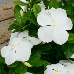 苗 ニチニチソウの人気商品 通販 価格比較 価格 Com