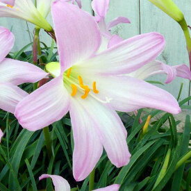 楽天市場 ゼフィランサス 花の通販