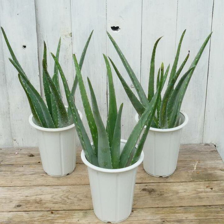 楽天市場 アロエ ベラ 苗 鉢植え 全高40 45cm 4号鉢 多肉植物 観葉植物 2623 お花処 昌山園 楽天市場店