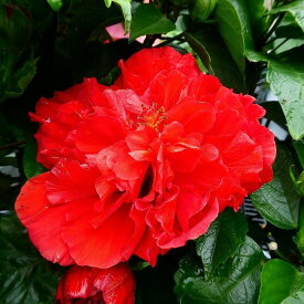 楽天市場 楽天 カラーレッド 種類 植物 ハイビスカス 花 ガーデン Diy の通販