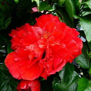 花 ハイビスカス 生花の人気商品 通販 価格比較 価格 Com