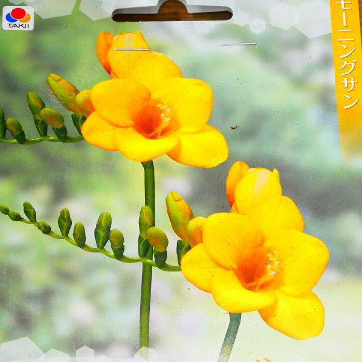楽天市場 球根 フリージア モーニングサン 黄花 5球 秋植え球根 切り花としても 第四種配送 01 お花処 昌山園 楽天市場店