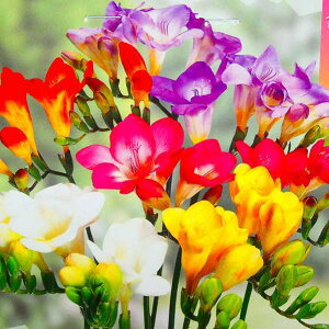 花 切り花 球根の人気商品 通販 価格比較 価格 Com