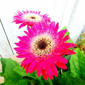 楽天市場 鉢植え 花 種類 植物 ガーベラ スイートピー の通販