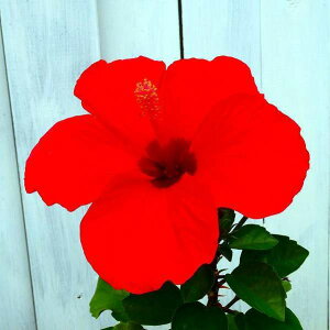 ハイビスカス 鉢 生花の人気商品 通販 価格比較 価格 Com