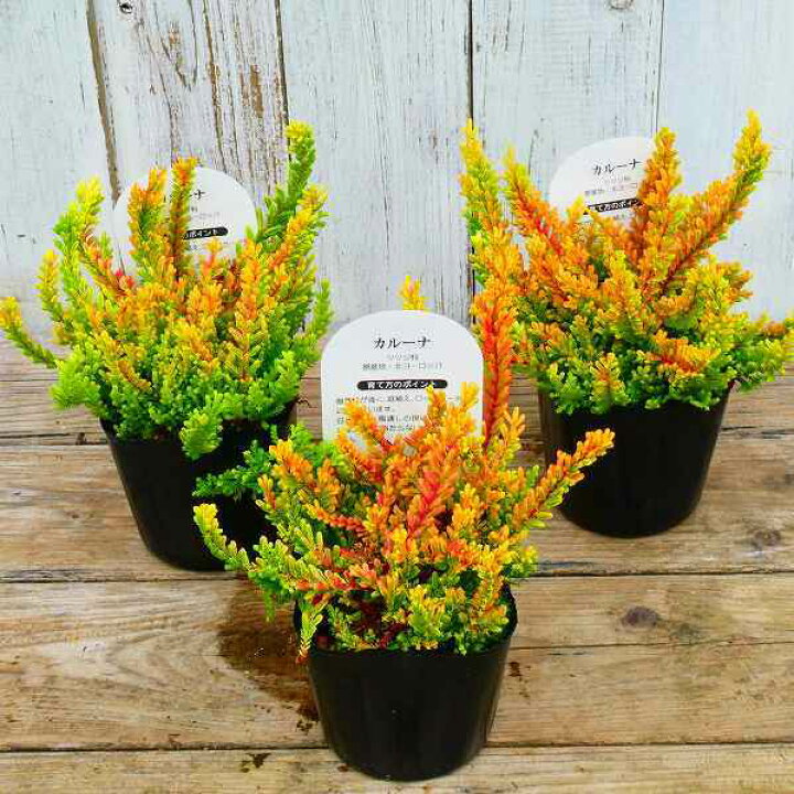 楽天市場 カルーナ ブルガリス レッド 3号ポット 苗 ヒース カラーリーフ 4番 2901 お花処 昌山園 楽天市場店 楽天市場 カルーナ ブルガリス レッド 3号ポット 苗 ヒース カラーリーフ 4番 2901 お花処 昌山園 楽天市場店
