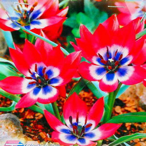  `[bv gr[eB[ 10 sN HA  R쑐 h