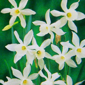 楽天市場 スイセン 球根 タリアの通販