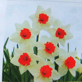 楽天市場 秋植え 宿根草の通販