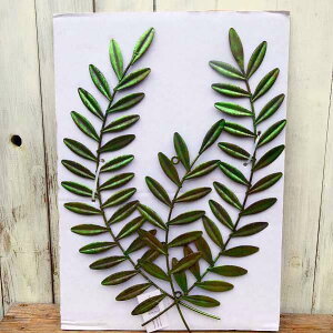 Ǌ| EH[[tu[P ACA 32cm ǖʑ A  t[ EH[A[g CeA EH[fR[V lC No.6996@250228