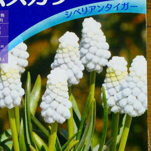  XJ VxA^CK[ 5 HA R쑐 h 251023