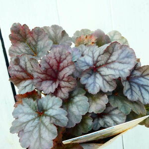 宿根草 ヒューケラの通販 価格比較 価格 Com