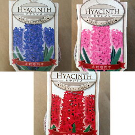 楽天市場 花の球根 カラーピンク 種類 植物 ヒヤシンス 球根 ガーデニング 農業 花 ガーデン Diyの通販