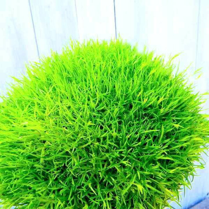 楽天市場 サギナ 黄緑 苗 3号ポットナデシコ科 アイリッシュモス 2502 お花処 昌山園 楽天市場店