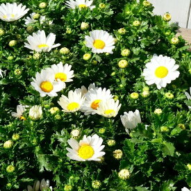 楽天市場 春の花 苗の通販 楽天市場 春の花 苗の通販