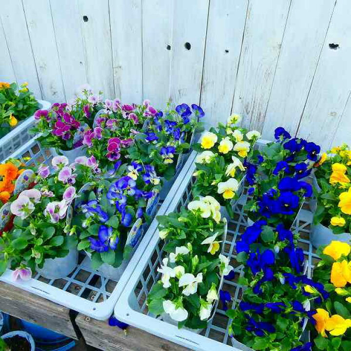 楽天市場 パンジー よく咲くスミレ ラズベリー 苗 3 5号 ピンク花 黄花 小輪 冬の花苗 花壇苗 花壇苗 17 お花処 昌山園 楽天市場店