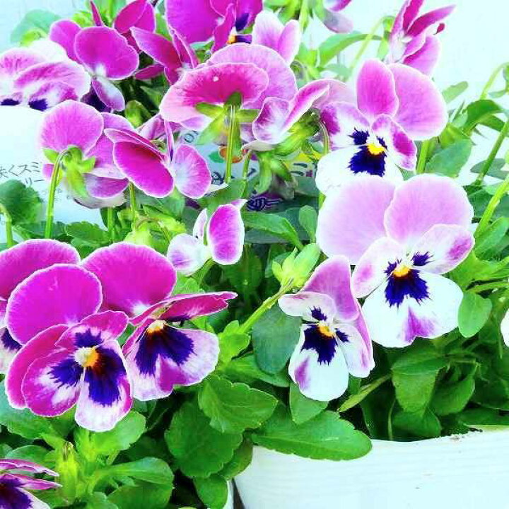 楽天市場 パンジー よく咲くスミレ ラズベリー 苗 3 5号 ピンク花 黄花 小輪 冬の花苗 花壇苗 花壇苗 17 お花処 昌山園 楽天市場店