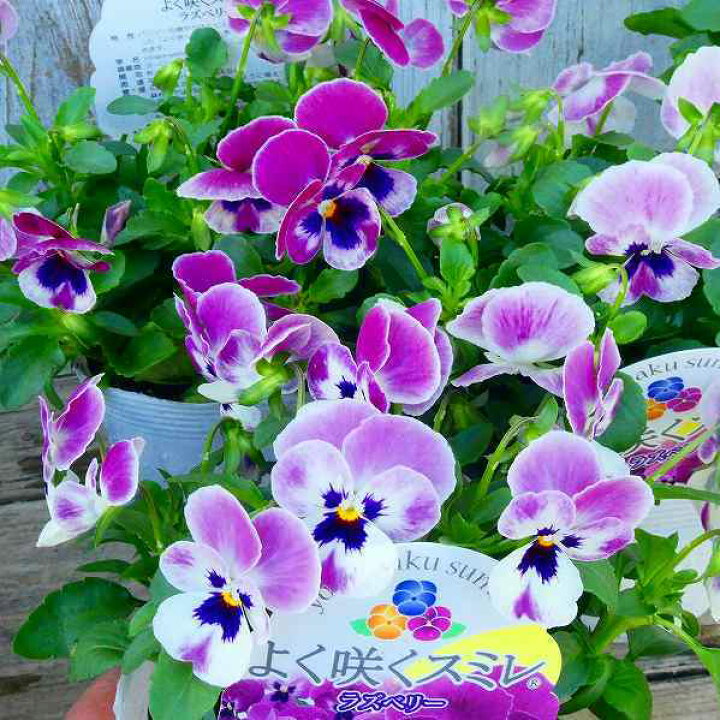 楽天市場 パンジー よく咲くスミレ ラズベリー 苗 3 5号 ピンク花 黄花 小輪 冬の花苗 花壇苗 花壇苗 17 お花処 昌山園 楽天市場店