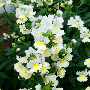 lVA c sNl[h c 3.5  2F炫  Ԓdc ϊ 251204