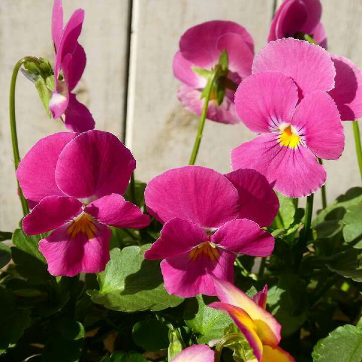 楽天市場 花苗 パンジー パフューム ピンク 3 5号 苗 花壇苗 冬の花苗 ビオラ 1223 お花処 昌山園 楽天市場店