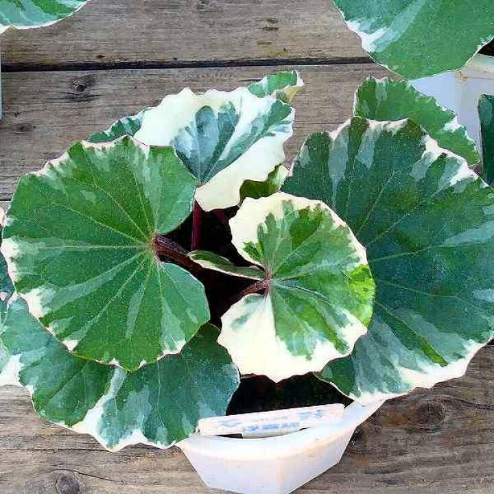 楽天市場 ツワブキ 浮雲錦 4号鉢 斑入り 石蕗 山野草 和風庭園 2505 お花処 昌山園 楽天市場店