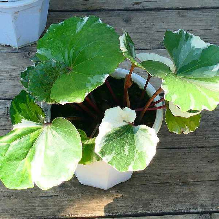 楽天市場 ツワブキ 浮雲錦 4号鉢 斑入り 石蕗 山野草 和風庭園 2505 お花処 昌山園 楽天市場店