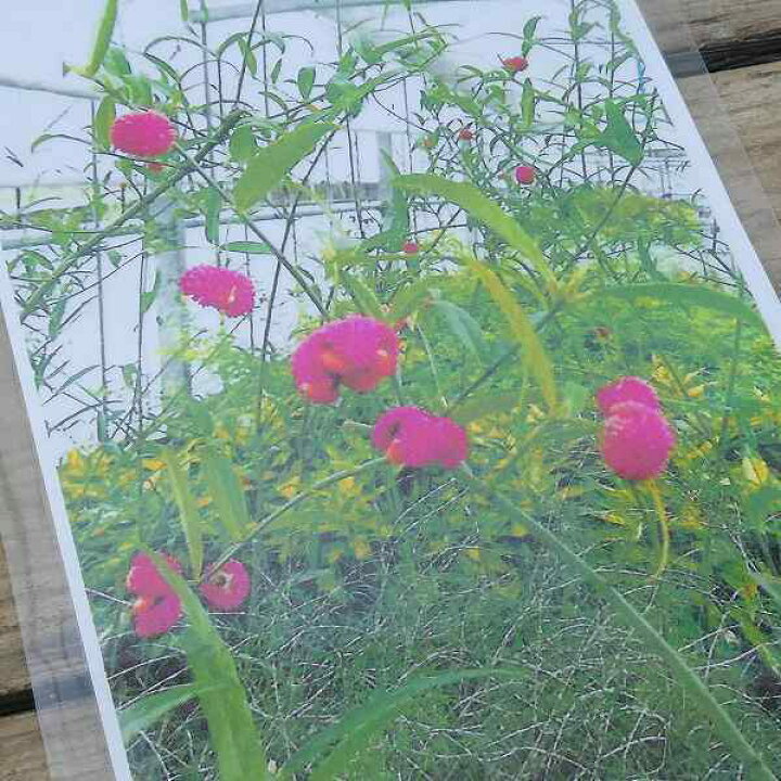 楽天市場 ツリバナ アメリカーナ 細葉種 吊り花 6号 紅葉 落葉樹 赤い実 山野草 庭木 2413 お花処 昌山園 楽天市場店
