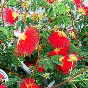 l c ql 3.5|bg ԉ JAh Ẳ 250804