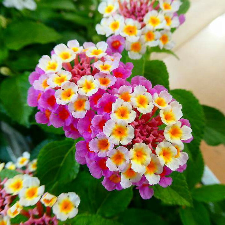 楽天市場 ランタナ ピンク 七変化 3 5号 苗 花苗 夏の花 栗原園芸 2708 お花処 昌山園 楽天市場店