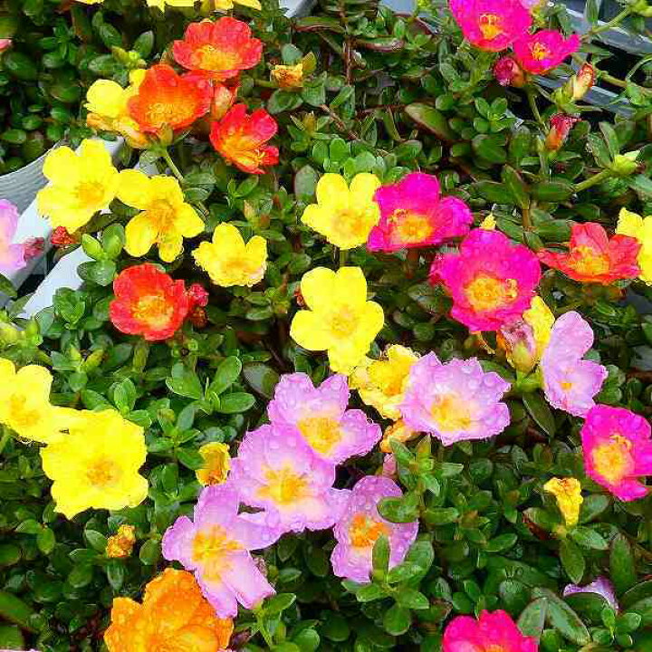 楽天市場 ポーチュラカ 苗 数色寄せ植え 3 5号 花スベリヒユ カラフル 夏の花 20 お花処 昌山園 楽天市場店 楽天市場 ポーチュラカ 苗 数色寄せ植え 3 5号 花スベリヒユ カラフル 夏の花 20 お花処 昌山園 楽天市場店