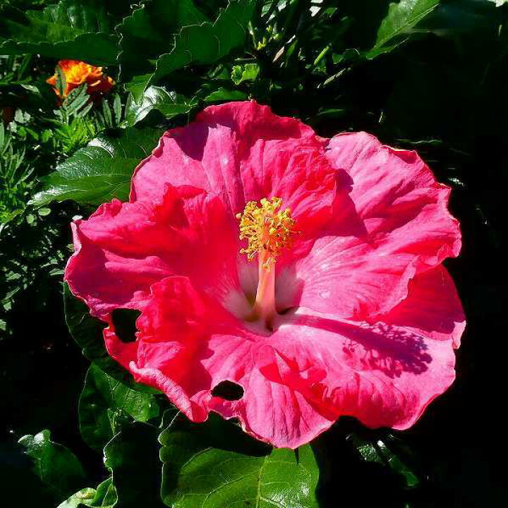 楽天市場 ハイビスカス アジアの風 マザーピンク 4号鉢 ピンク花 夏の花 苗 鉢花 お花処 昌山園 楽天市場店