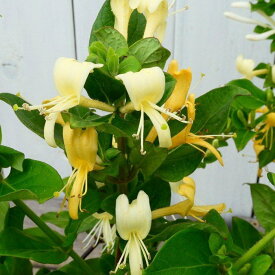 スイカズラ 苗 5号鉢 香りの花 ハニーサックル ロニセラ 蔓植物　240507