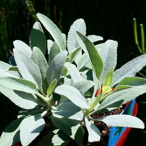 苗 ホワイトセージの人気商品 通販 価格比較 価格 Com 苗 ホワイトセージの人気商品 通販 価格比較 価格 Com