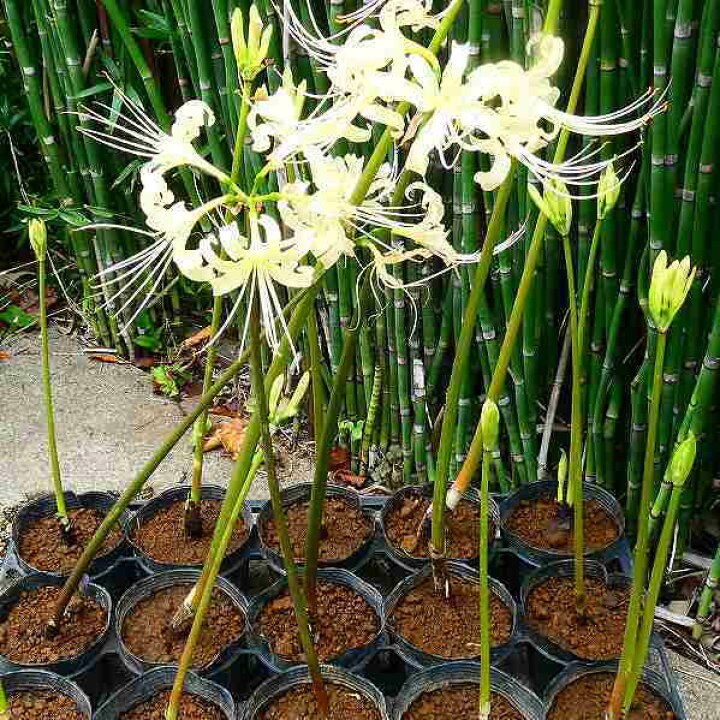 楽天市場 彼岸花 白花 苗 1球植え クリーム色 リコリス アルビフローラ 曼珠沙華 耐寒性 球根植物 ヒガンバナ 2922 お花処 昌山園 楽天市場店