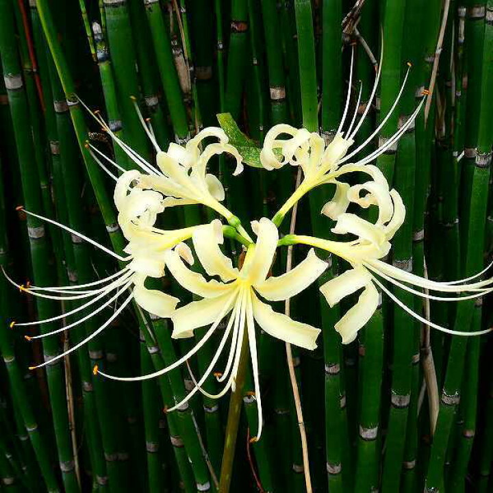 楽天市場 彼岸花 白花 苗 1球植え クリーム色 リコリス アルビフローラ 曼珠沙華 耐寒性 球根植物 ヒガンバナ 2922 お花処 昌山園 楽天市場店
