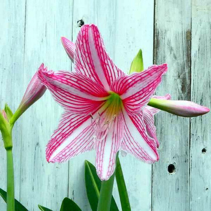 楽天市場 アマリリス 白筋アマリリス ピンク 5号鉢 苗 冬の鉢花 球根植物 斑入り お花処 昌山園 楽天市場店 楽天市場 アマリリス 白筋アマリリス ピンク 5号鉢 苗 冬の鉢花 球根植物 斑入り お花処 昌山園 楽天市場店