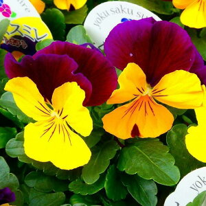 pW[ c 悭炭X~ XC[g|eg c 3.5 rI   ~̉ԕc Ԓdc Ԓdc 251021