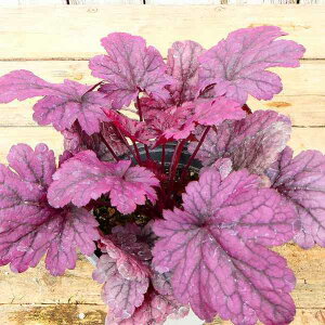 q[P c VnC 3.5 c{TS A R쑐 h 251106