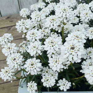 hCxX c uC_u[P ֎ 3.5  ~`t̉ԕc 񂹐A Ԓdc 251111