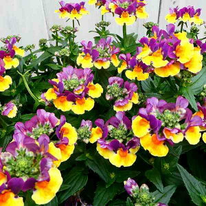 lVA c `Roii 3.5  2F炫  Ԓdc ϊ 251204