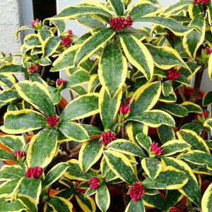 ������ �c �O�� ������ 4�� ������ ���� ��Β�� ��� 251209