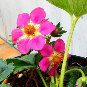 C`S g eXx[ ZsN  3 n[uc ؕc 250930